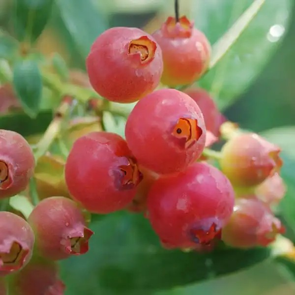 Pink Lemonade áfonya